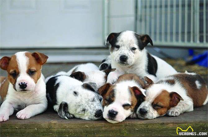 让每个狗主人都害怕的犬瘟热，到底是何方神圣?患病的狗狗有救吗