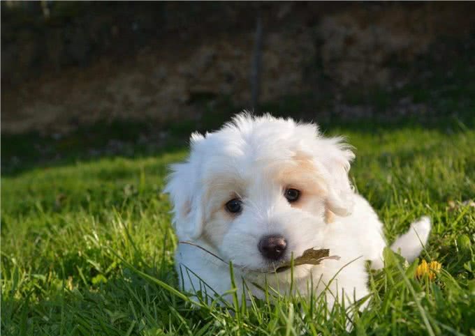 让每个狗主人都害怕的犬瘟热，到底是何方神圣?患病的狗狗有救吗