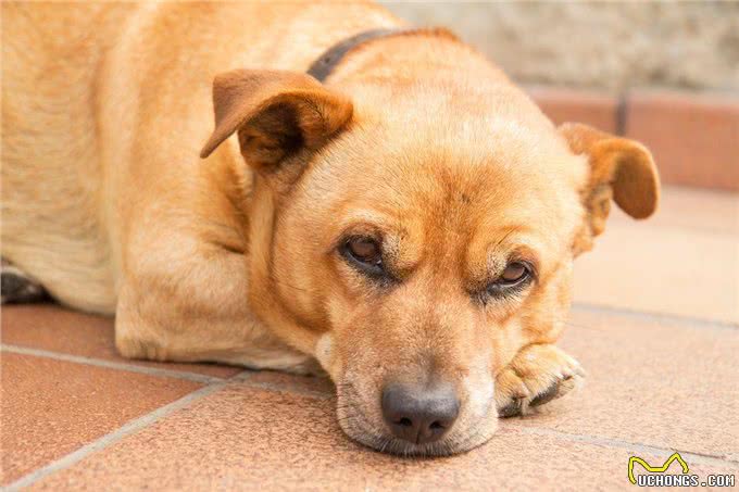 让每个狗主人都害怕的犬瘟热，到底是何方神圣?患病的狗狗有救吗