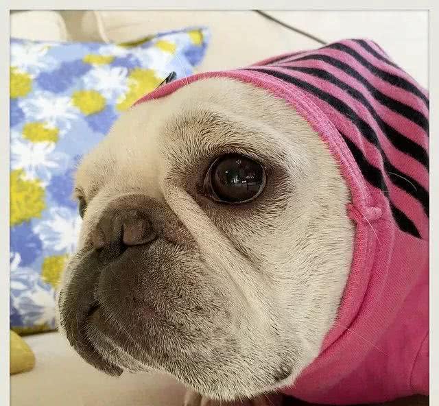 不养斗牛犬的原因有很多!养它一个理由就够了!