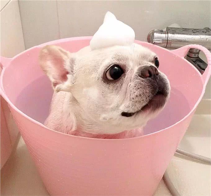 不养斗牛犬的原因有很多!养它一个理由就够了!