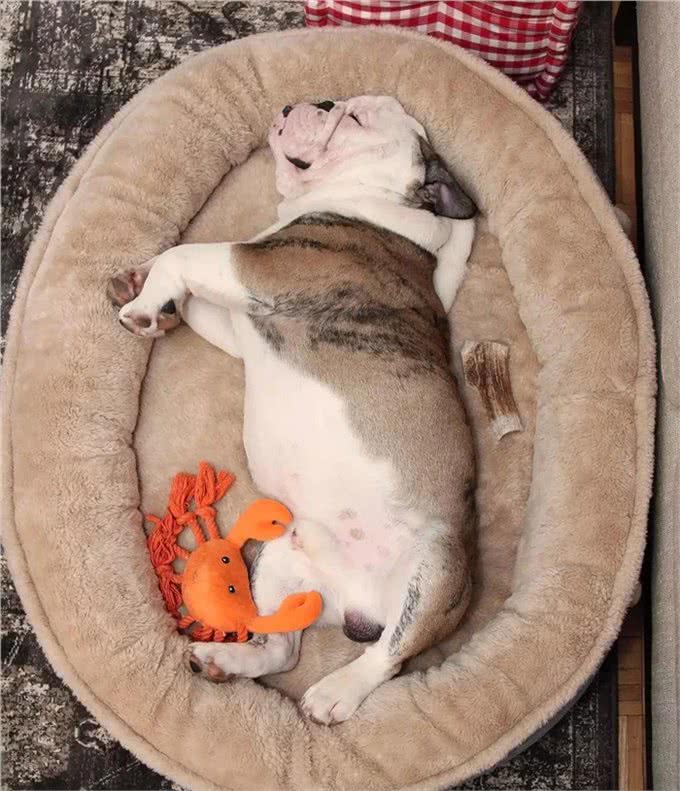 不养斗牛犬的原因有很多!养它一个理由就够了!