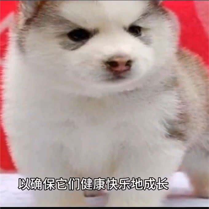 关于狗狗的喂养知识，你知道多少?