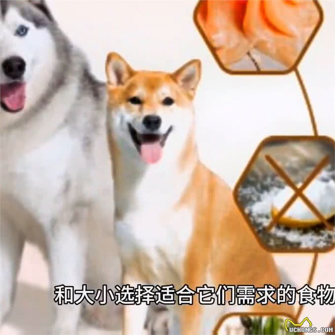 关于狗狗的喂养知识，你知道多少?