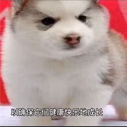 关于狗狗的喂养知识，你知道多少?