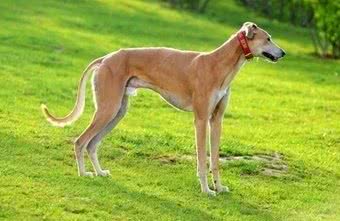 血统最纯正的犬，沙特国宝:格力犬，太美了