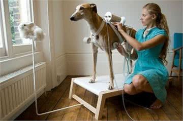 血统最纯正的犬，沙特国宝:格力犬，太美了