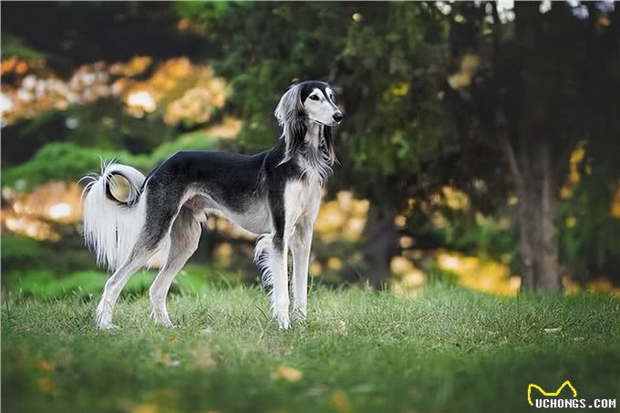 梵希娅洗护课堂丨长毛狗狗是不是要用更多宠物香波?