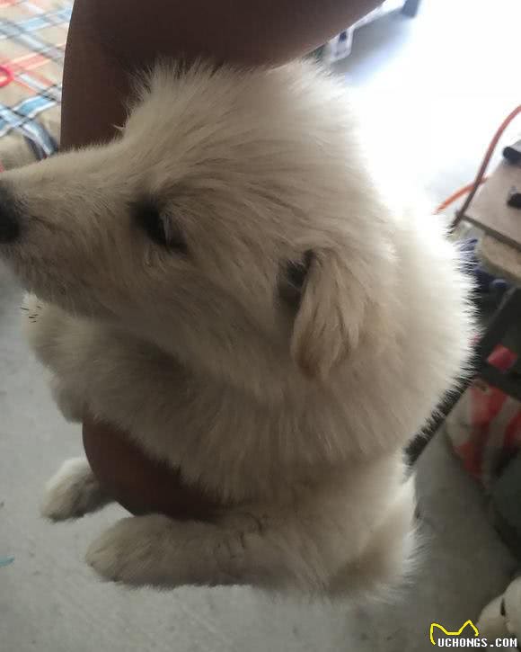 我要去上班，却被萨摩耶紧紧的抱住胳膊，说好的撒手没呢?