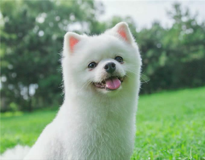 狗狗的智商到底有多高?