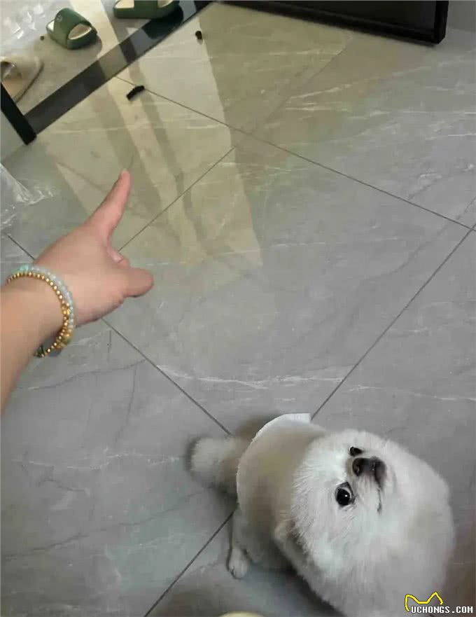 纸尿裤怎么穿才能兜住狗狗的粑粑啊!大半夜的我和狗一起蚌埠住了