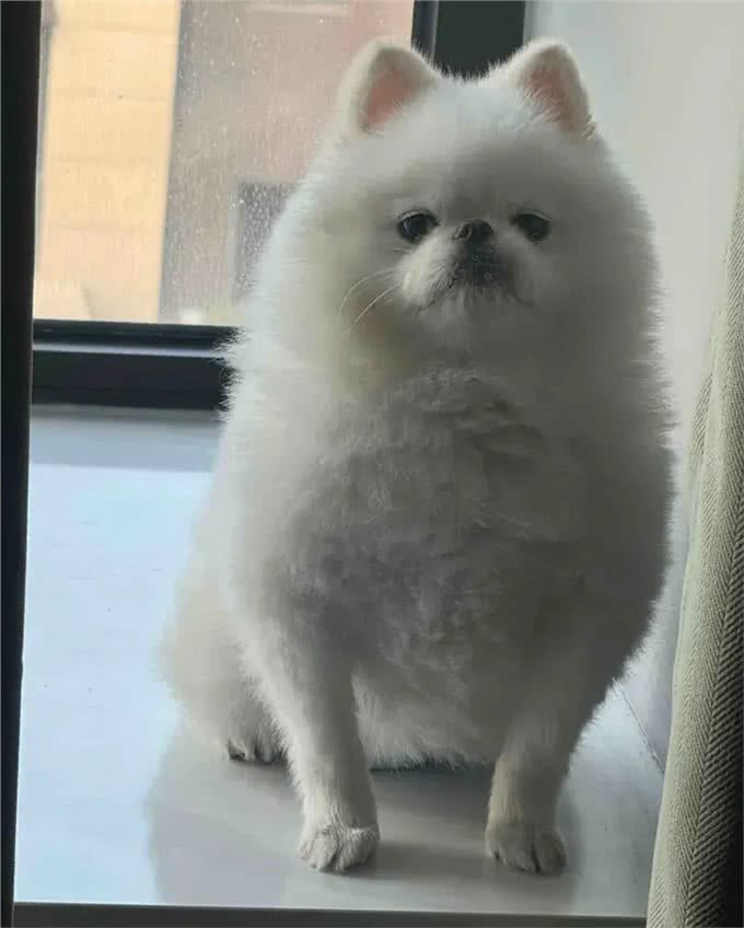 纸尿裤怎么穿才能兜住狗狗的粑粑啊!大半夜的我和狗一起蚌埠住了