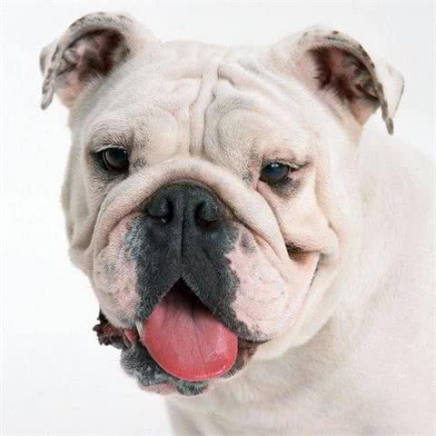 犬类大全，第二辑;你想了解的犬类知识都在这里