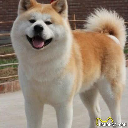 犬类大全，第二辑;你想了解的犬类知识都在这里