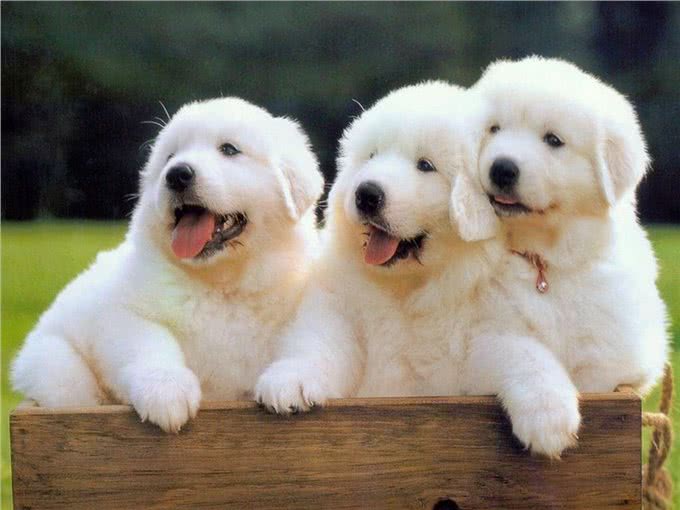 犬类大全，第二辑;你想了解的犬类知识都在这里