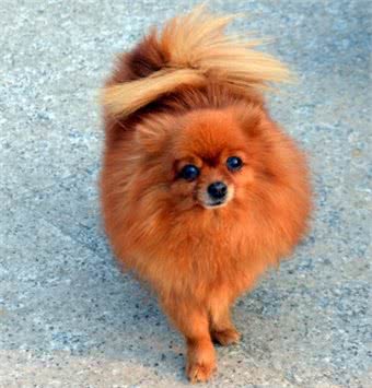 犬类大全，第二辑;你想了解的犬类知识都在这里