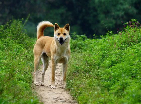 犬类大全，第二辑;你想了解的犬类知识都在这里