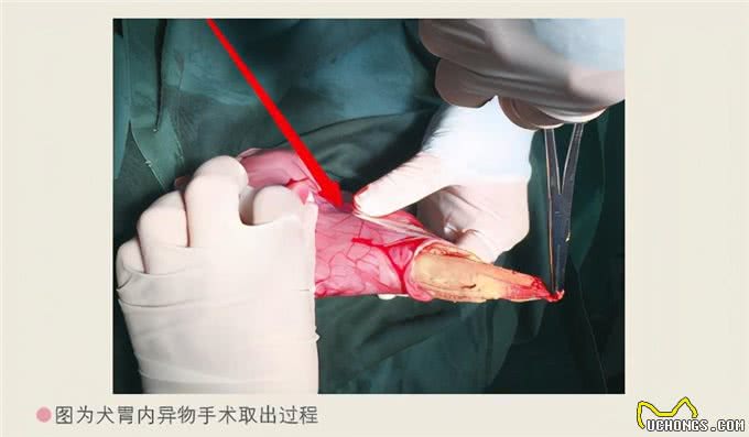 狗狗发生意外怎么急救?