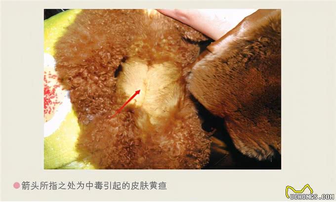 狗狗发生意外怎么急救?