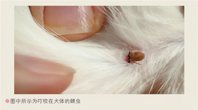 狗狗发生意外怎么急救?