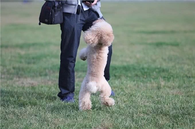 兽医劝告:这5个动作是在给狗狗上刑，现在知道还不晚