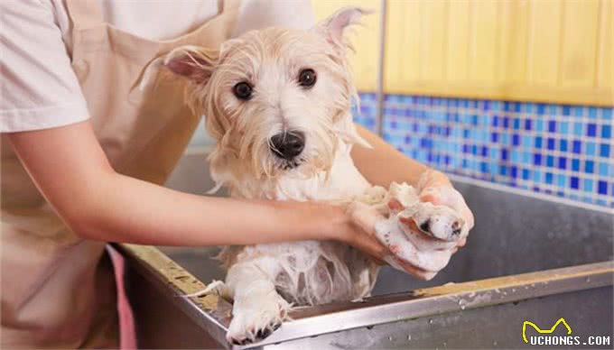 兽医劝告:这5个动作是在给狗狗上刑，现在知道还不晚