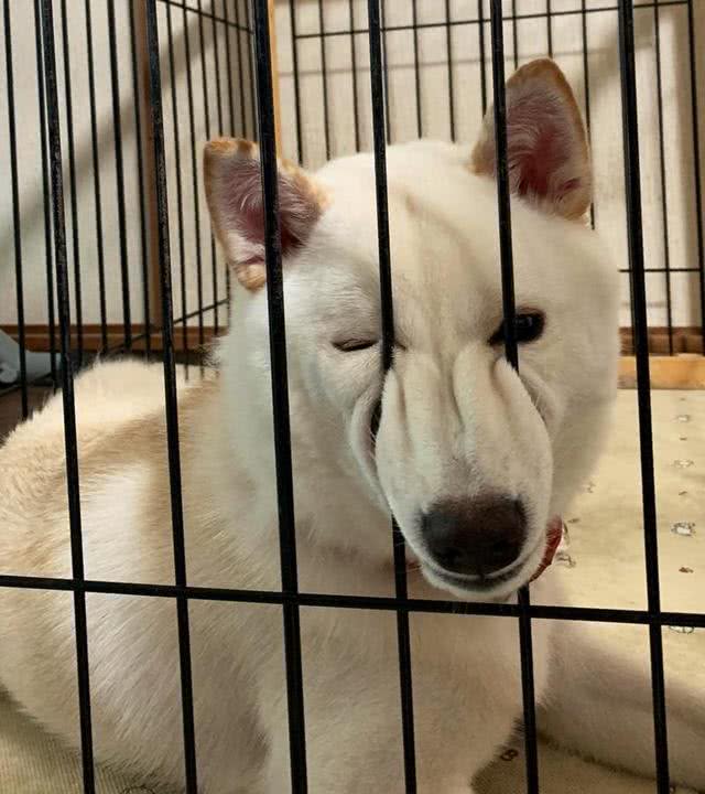 兽医劝告:这5个动作是在给狗狗上刑，现在知道还不晚