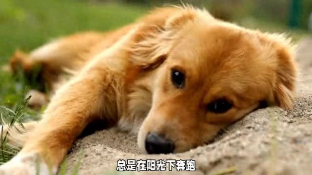 可爱狗狗的日常，让它治愈你的心灵