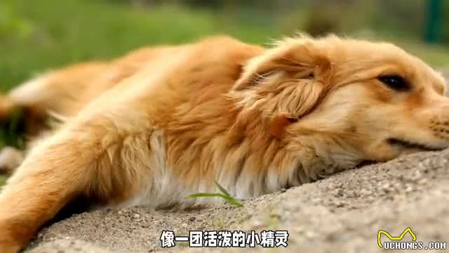 可爱狗狗的日常，让它治愈你的心灵