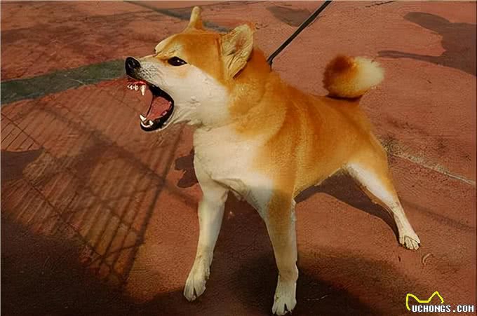 狗狗有以下表现，说明它已经很生气了，你还不知道?