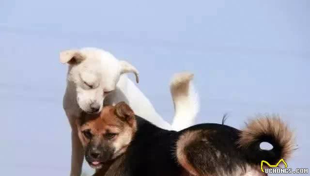 一个狗太孤单，家养两只狗的常见问题解析