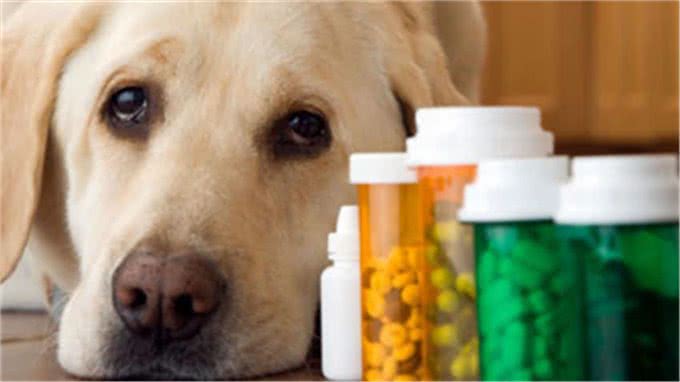 给狗狗补充维生素C?你是在帮忙还是在帮倒忙?