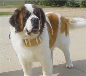 体重能达200斤，身高90厘米，圣伯纳堪称看家第一犬