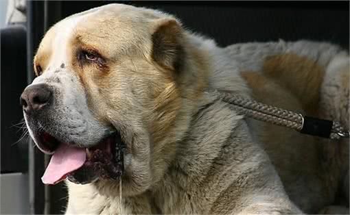 体重能达200斤，身高90厘米，圣伯纳堪称看家第一犬