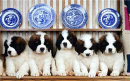 体重能达200斤，身高90厘米，圣伯纳堪称看家第一犬