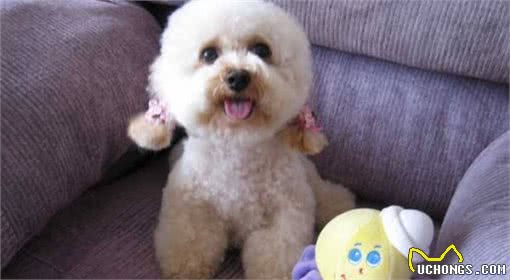 贵宾犬一生的5大愿望，主人知道后，都能帮它完成吗?