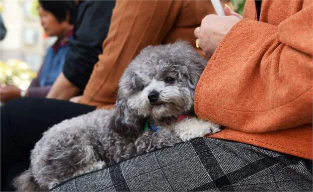 贵宾犬一生的5大愿望，主人知道后，都能帮它完成吗?