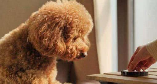 贵宾犬一生的5大愿望，主人知道后，都能帮它完成吗?