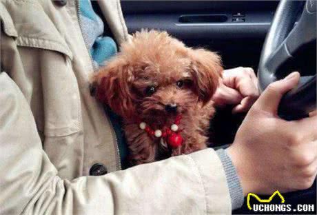 贵宾犬一生的5大愿望，主人知道后，都能帮它完成吗?