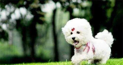 家里的母犬发情时，我应该如何护理
