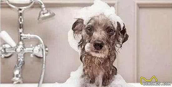 家里的母犬发情时，我应该如何护理