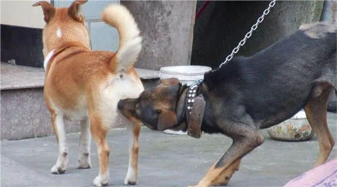 家里的母犬发情时，我应该如何护理