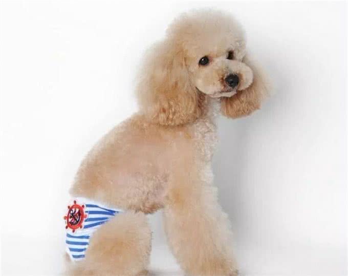 家里的母犬发情时，我应该如何护理