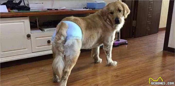 家里的母犬发情时，我应该如何护理