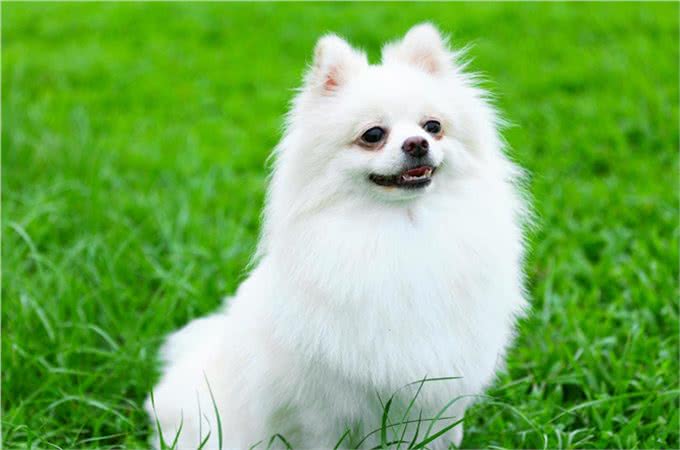 如何训练博美犬?正规训练博美的方法