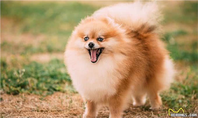 如何训练博美犬?正规训练博美的方法
