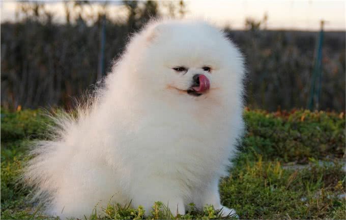 如何训练博美犬?正规训练博美的方法