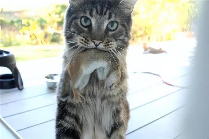 我怀疑我养的不是猫，而是一只狗:猫咪叼东西心理分析