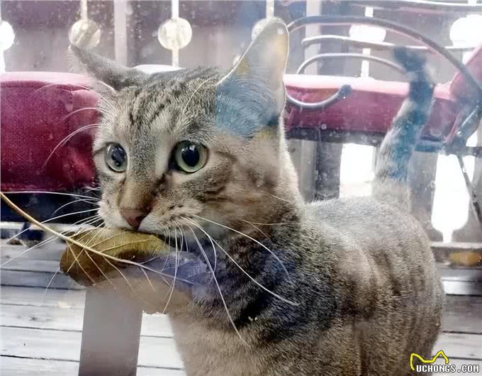 我怀疑我养的不是猫，而是一只狗:猫咪叼东西心理分析