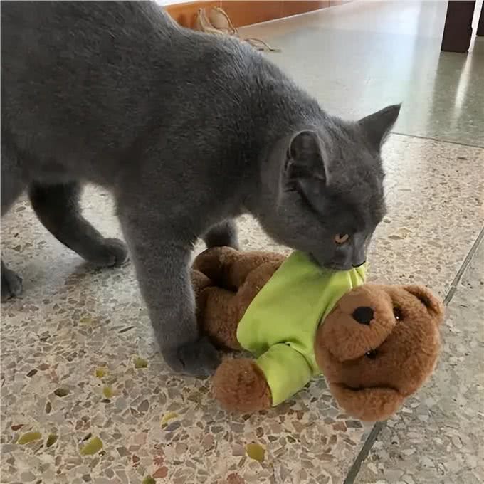 我怀疑我养的不是猫，而是一只狗:猫咪叼东西心理分析